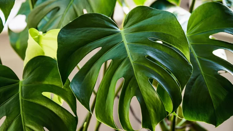 comment bien entretenir son monstera conseils