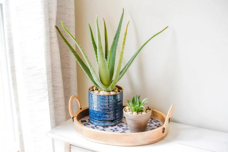 comment bien entretenir une plante succulente d interieur