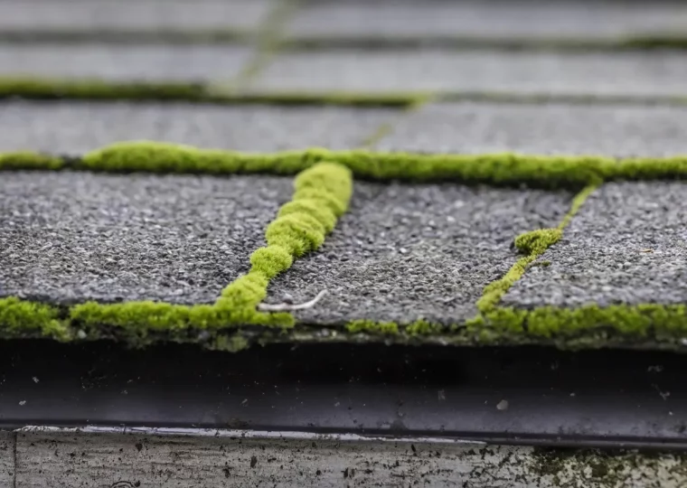 comment elimner le lichen du toit remedes efficaces