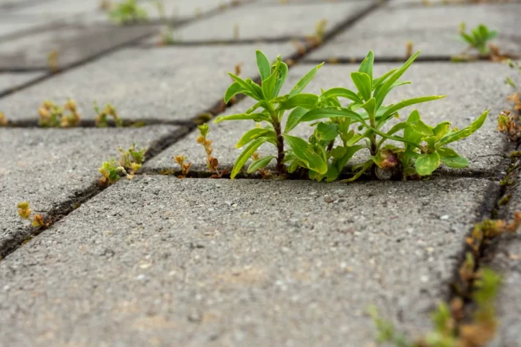 comment empecher la pousse de mauvaises herbes entre les dalles