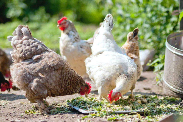 comment faire pondre les poules en hiver peloise nourriture