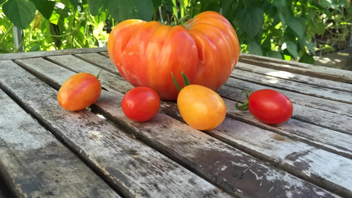 comment faire pour augmenter l recolte de tomates en 2024