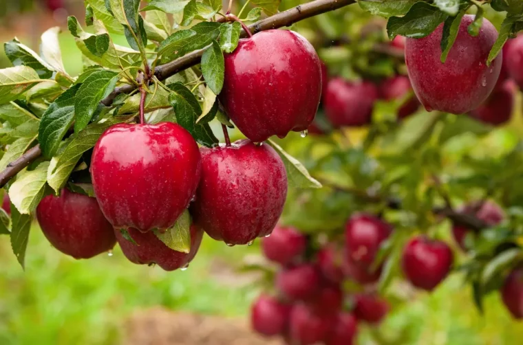 comment faire pour avoir beaucoup de pommes sur un arbre