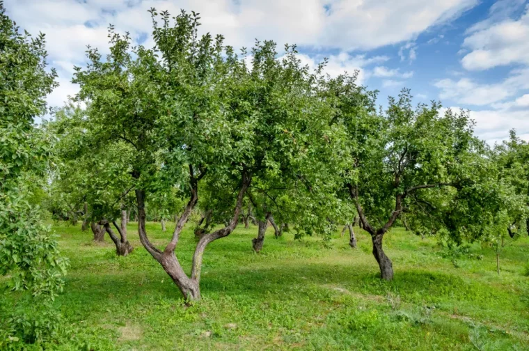 comment faire pour avoir des arbres en bonne sante