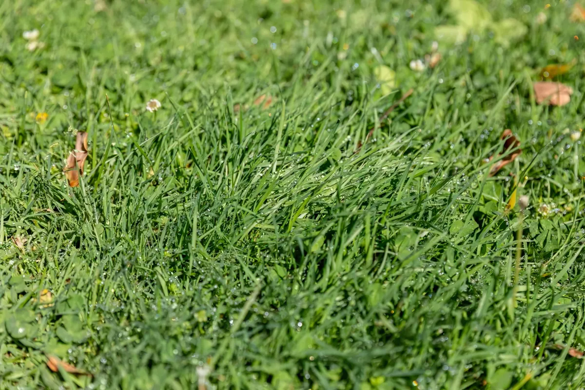 comment faire pour avoir une belle pelouse verte et luxuriante