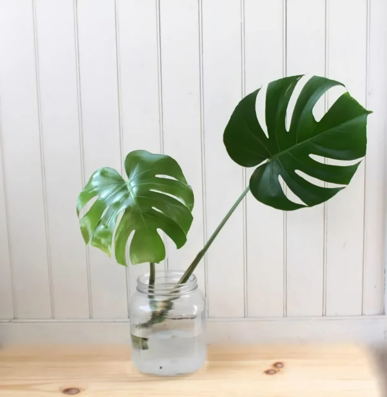 comment faire pour multiplier le monstera