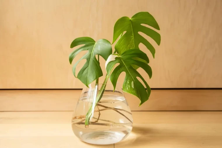 comment faire une bouture de monstera dans de l eau