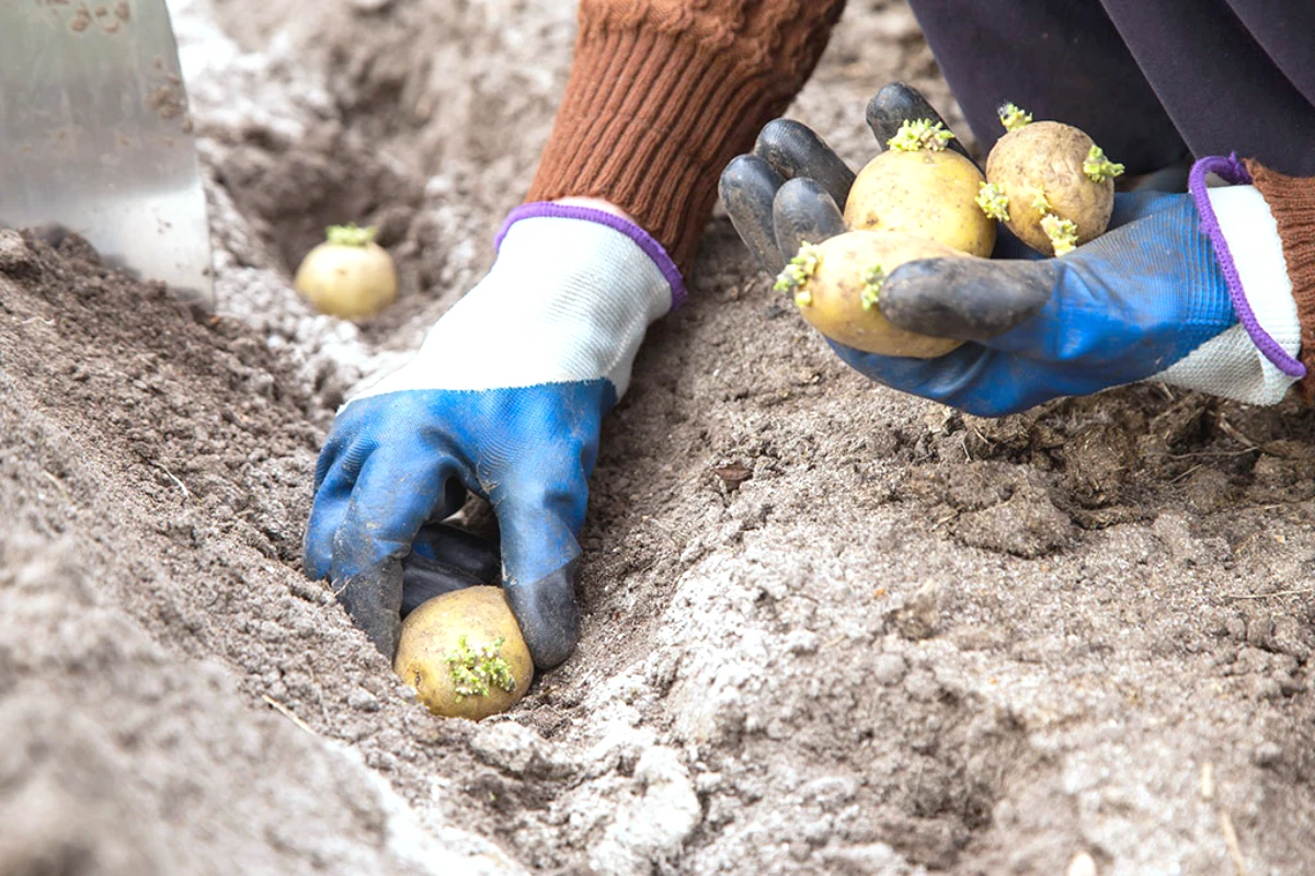 comment planter des pommes de terre sans se fatiguer