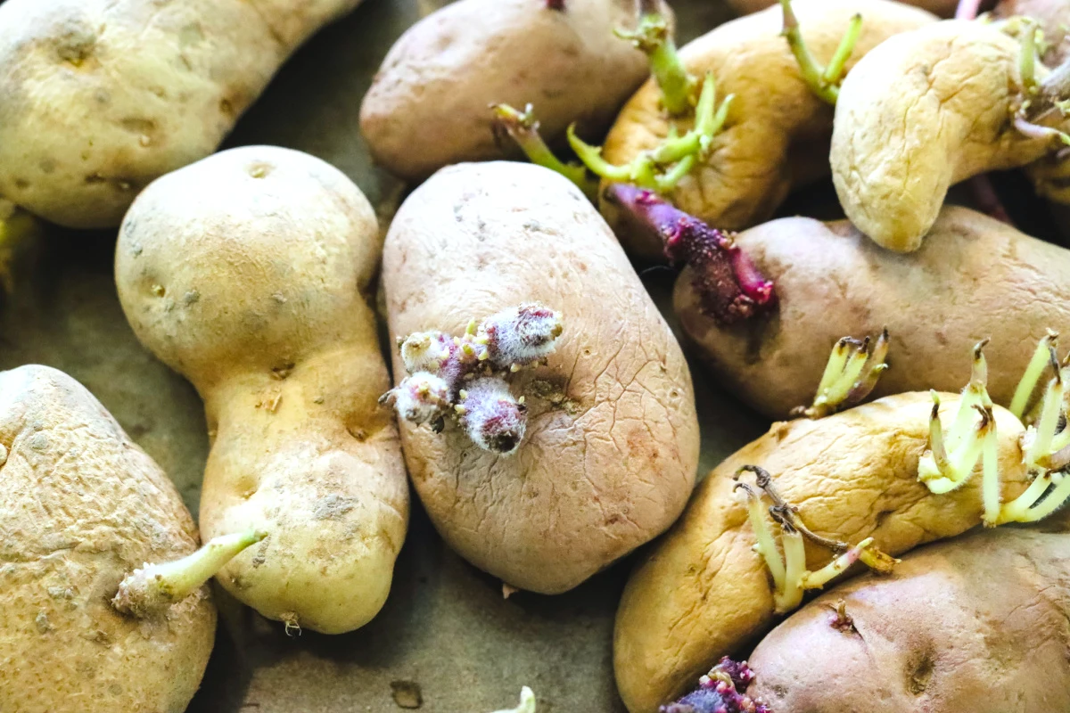 comment planter des pommes de terre