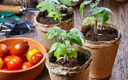 comment reussir le semis des tomates conseils et astuces
