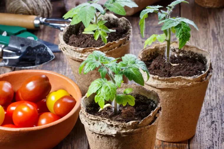 comment reussir le semis des tomates conseils et astuces