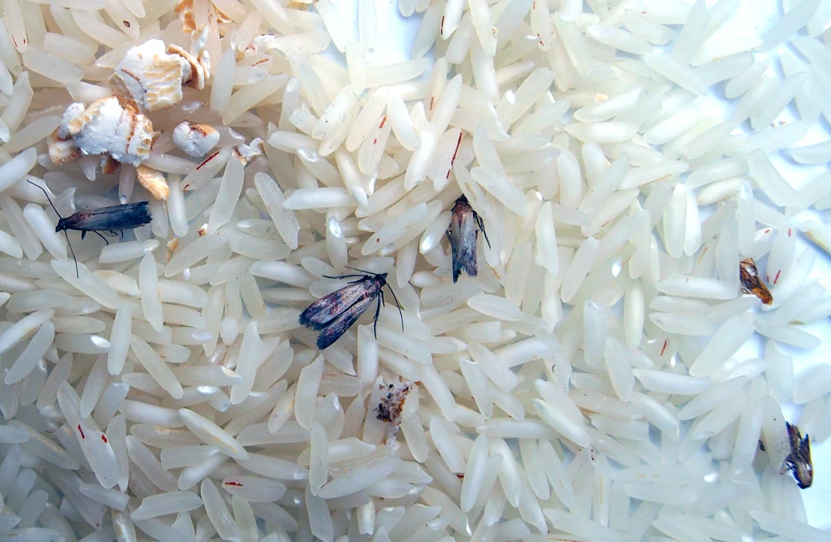 comment se debarrasser de mites alimentaires dans le riz blanc