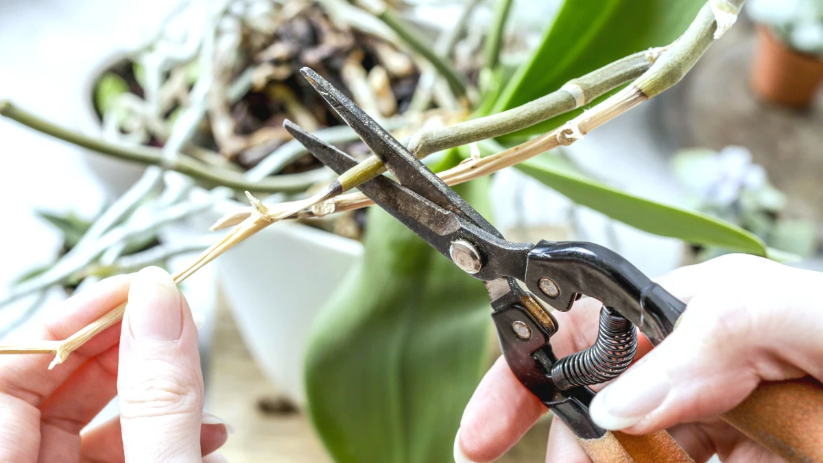comment tailler les racines de votre orchidee ciseau feuilles vertes