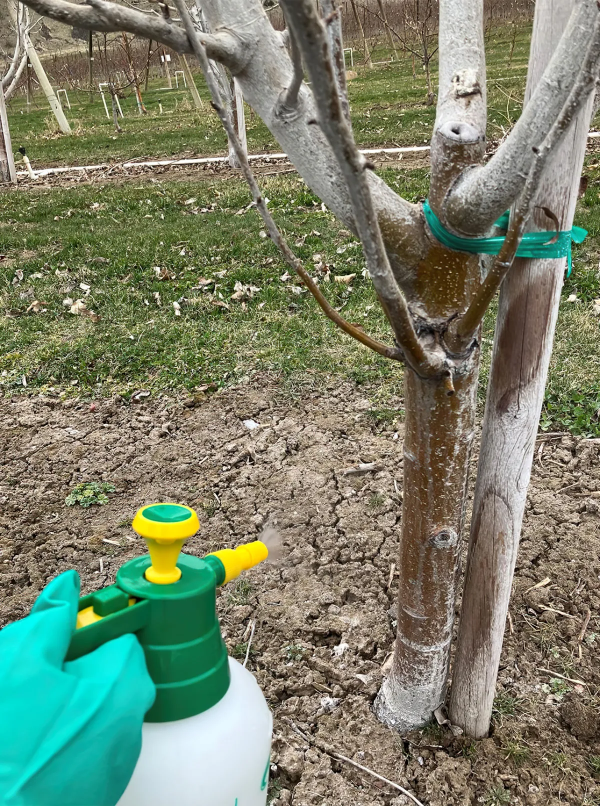 comment traiter les arbres fruitiers au printemps