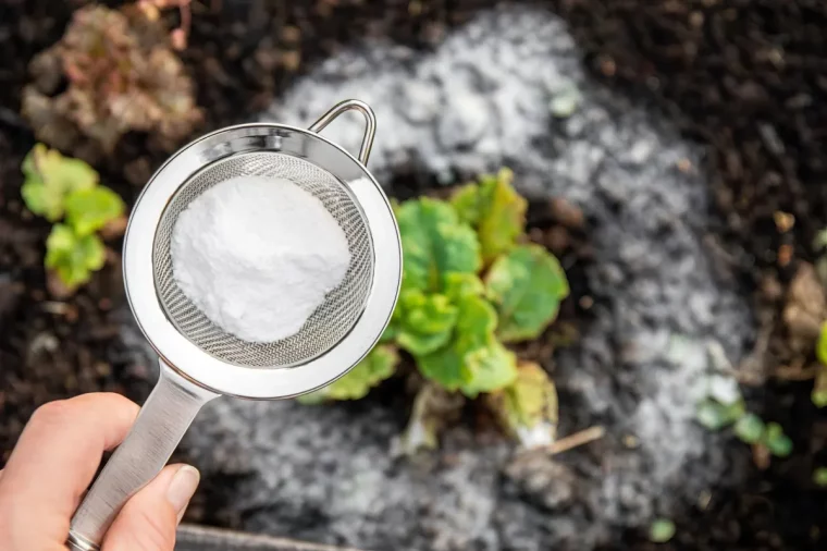 comment utiliser la poudre magique dans le jardin