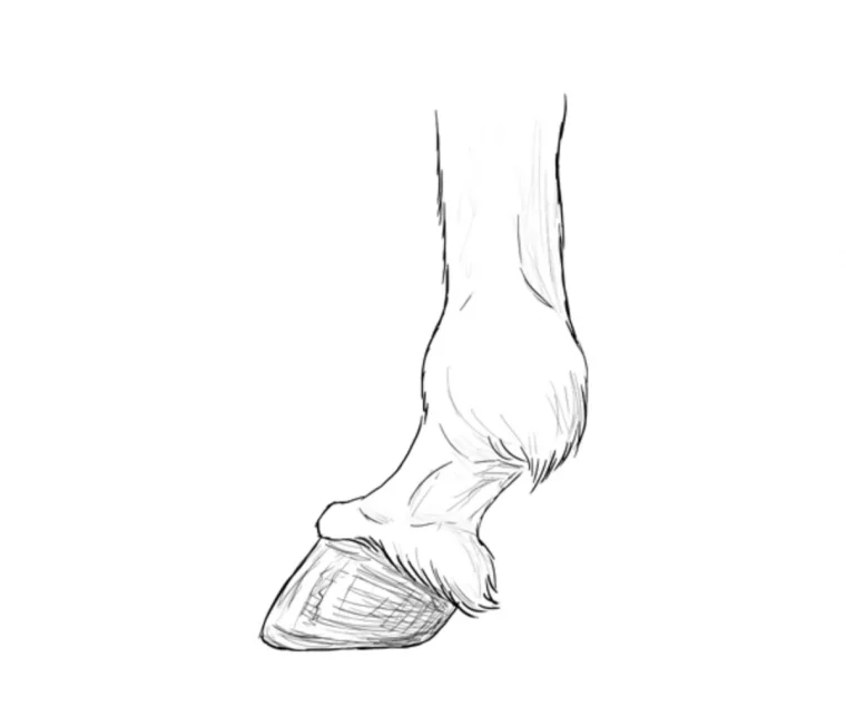 dessin pied dechevalanterieur