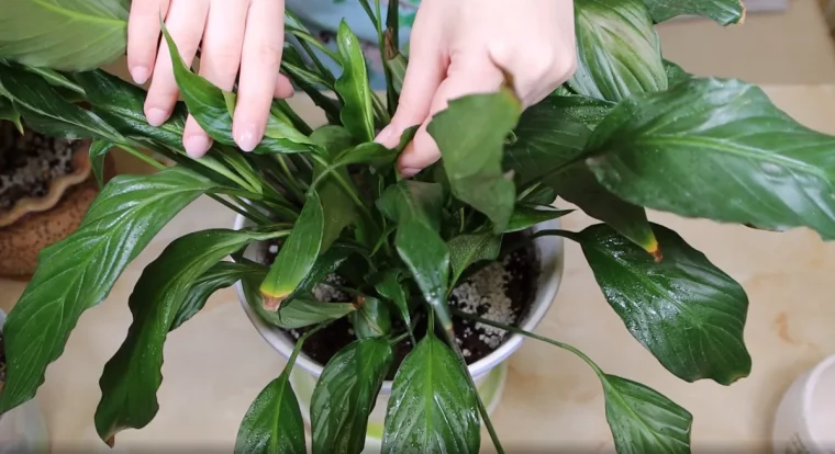 deuxmains dans les feuilles spathiphyllum bouts marron