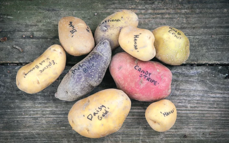 differentes varietes de pommes de terre a planter