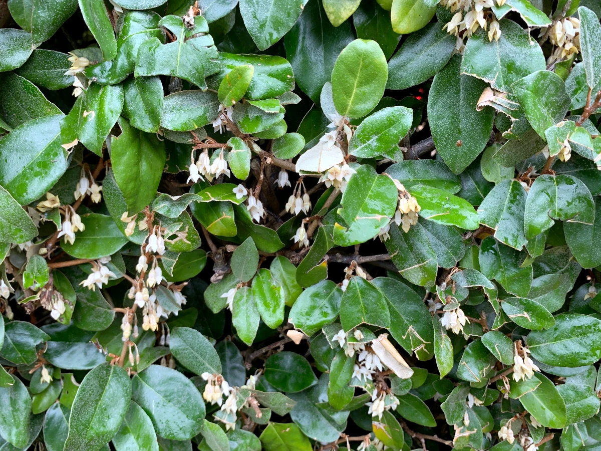 elaeagnus feuilles vertes haie naturelle sans entretien