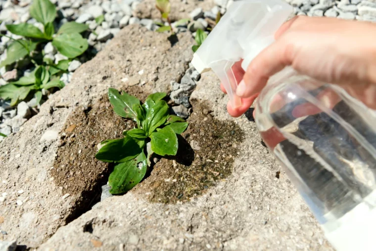 enlever les mauvaises herbes entre les dalles vinaigre