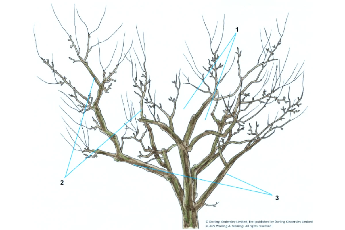 explication en images comment tailler les arbres fruitiers