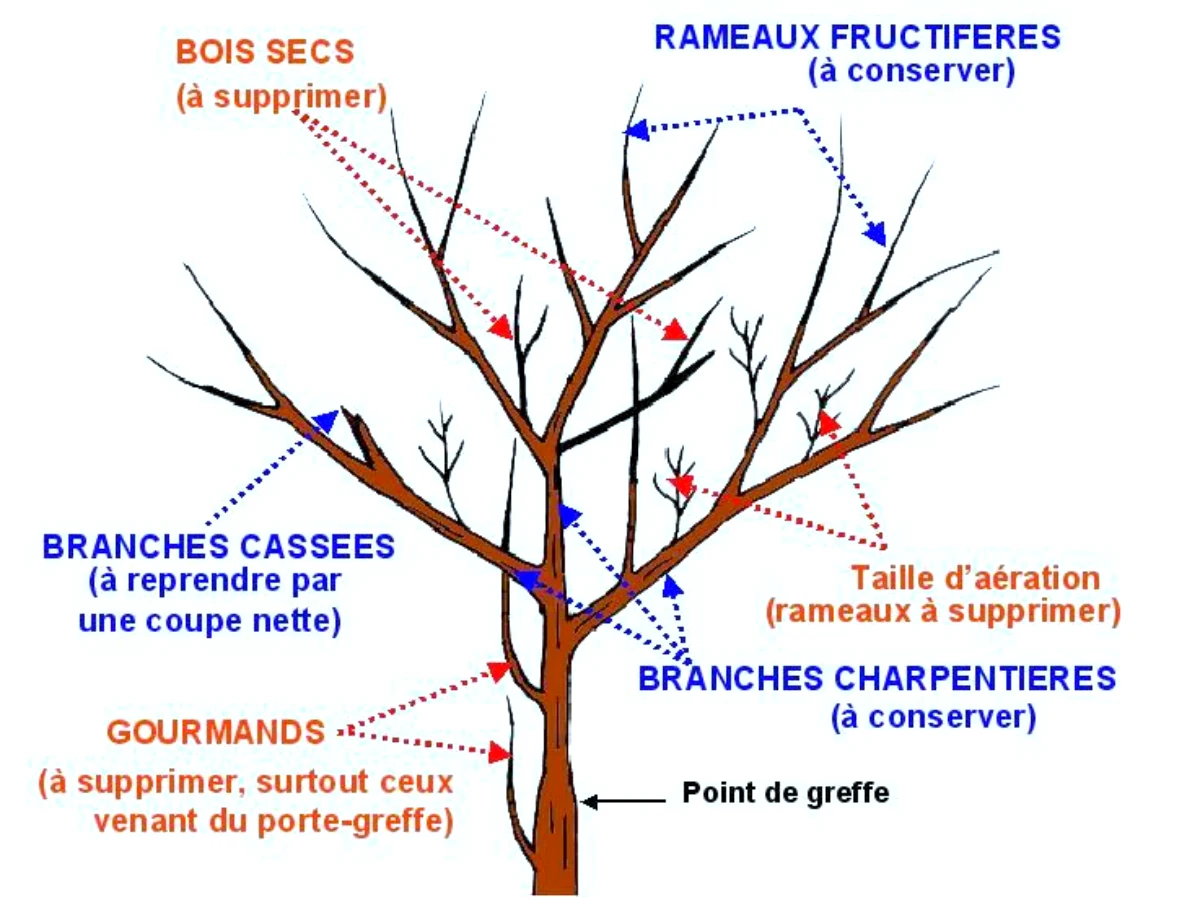 explication pour la taille des arbres fruitiers