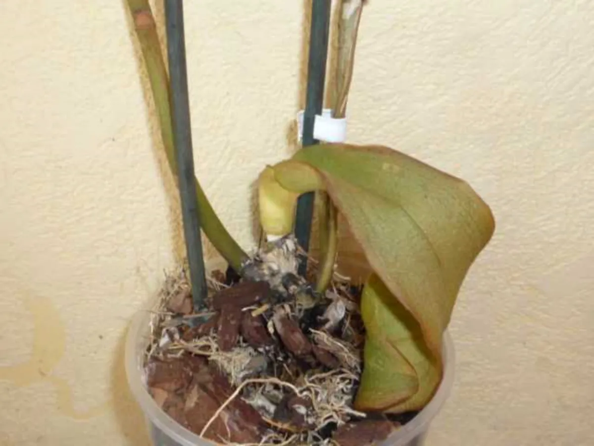 feuilles fanees orchidee