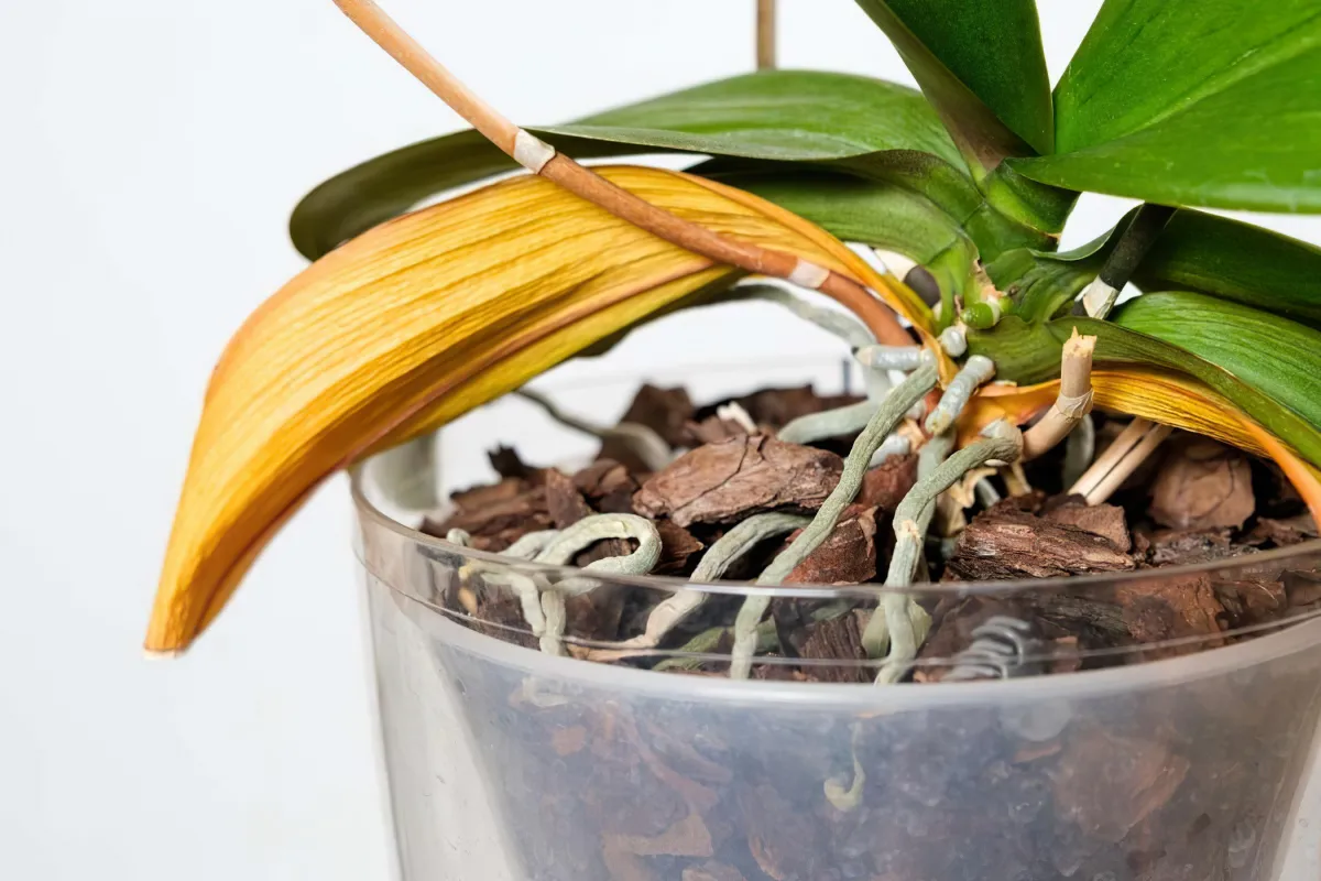 feuilles jaunes et molles sur orchidee causes et solutions