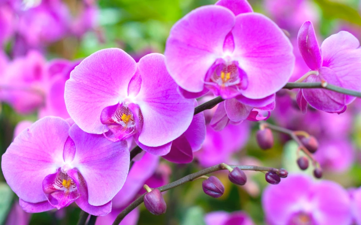 fleurs roses comment entretenir une orchidee