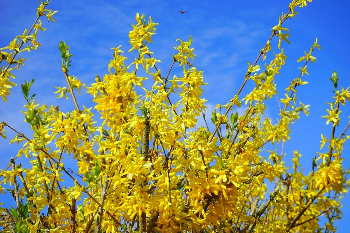 forsitia fleurs jaunes haies brise vue naturelle arbuste ciel bleu