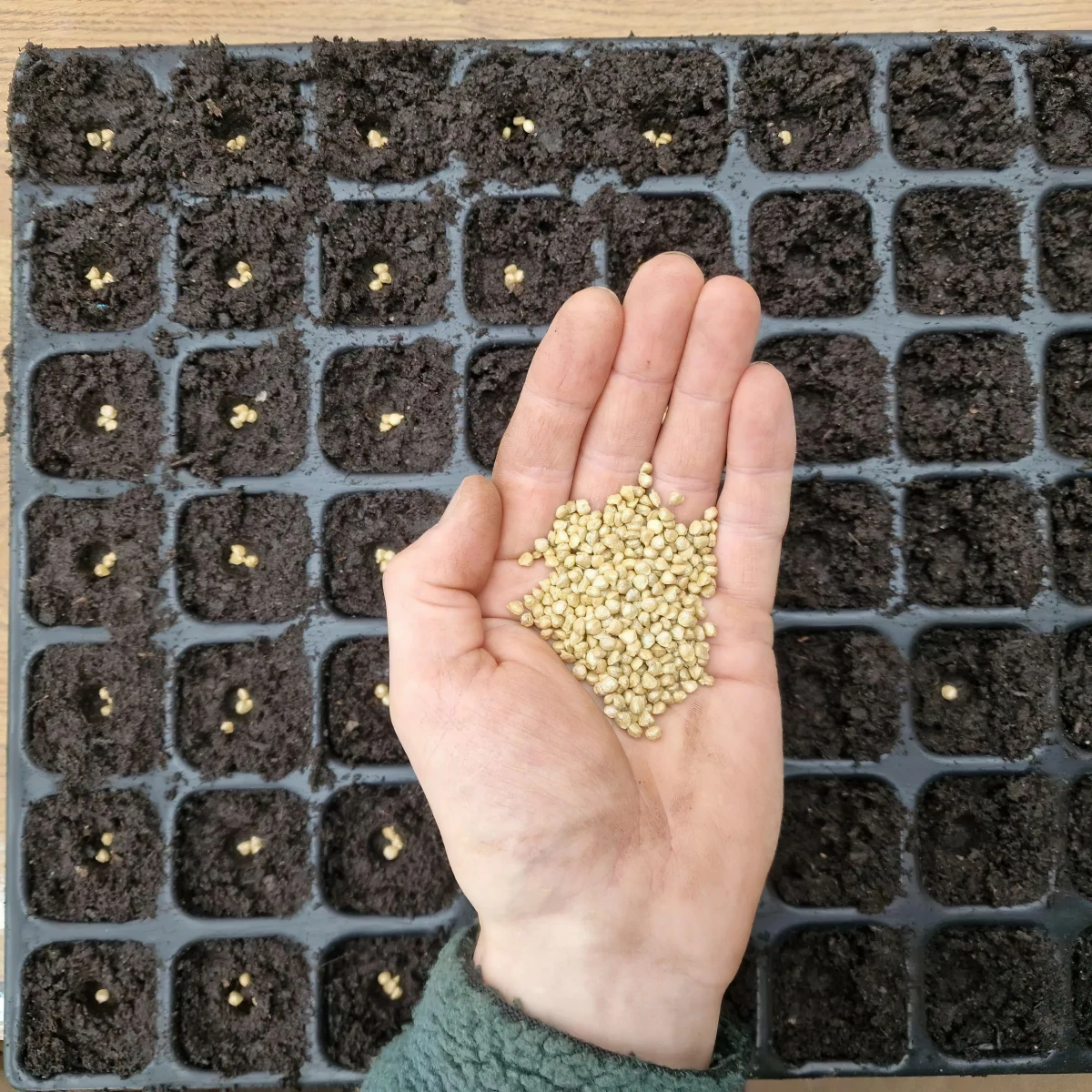graines a semer pots germination plastiques surface bois
