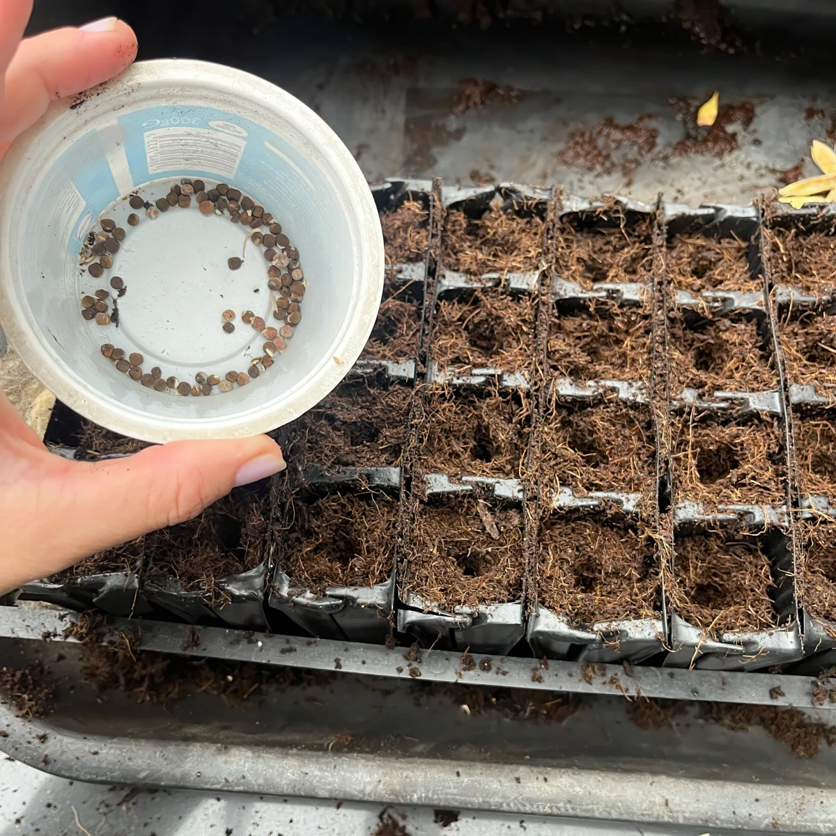 graines cultures potager pot germination plastique conteneur metal