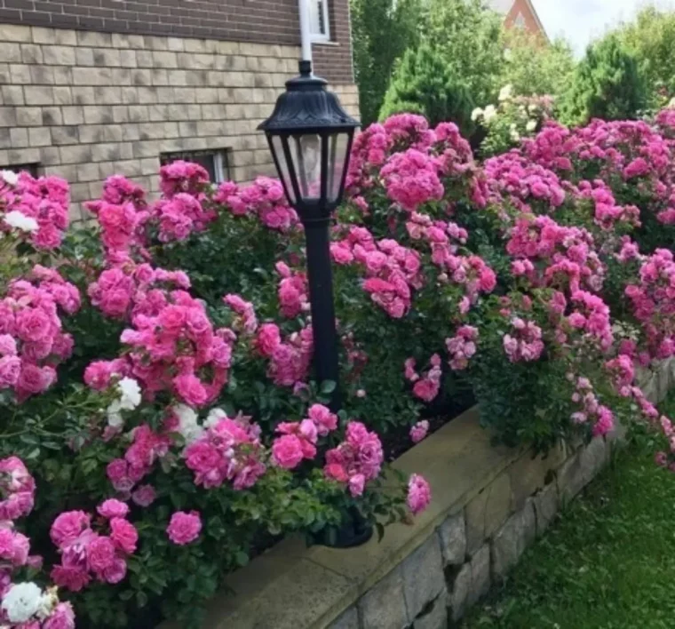 haie de rosier fleurs roses devant une maison