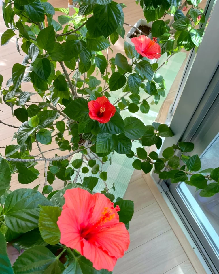 haie naturelle brise vue terrasse hisbiscus fleur rouge