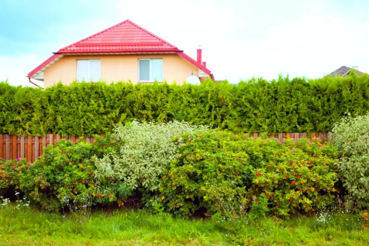 haie vegetale naturelle brise vue maison jardin