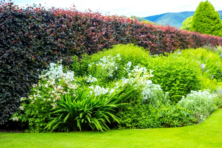 haie vegetale naturelle haute brise vue