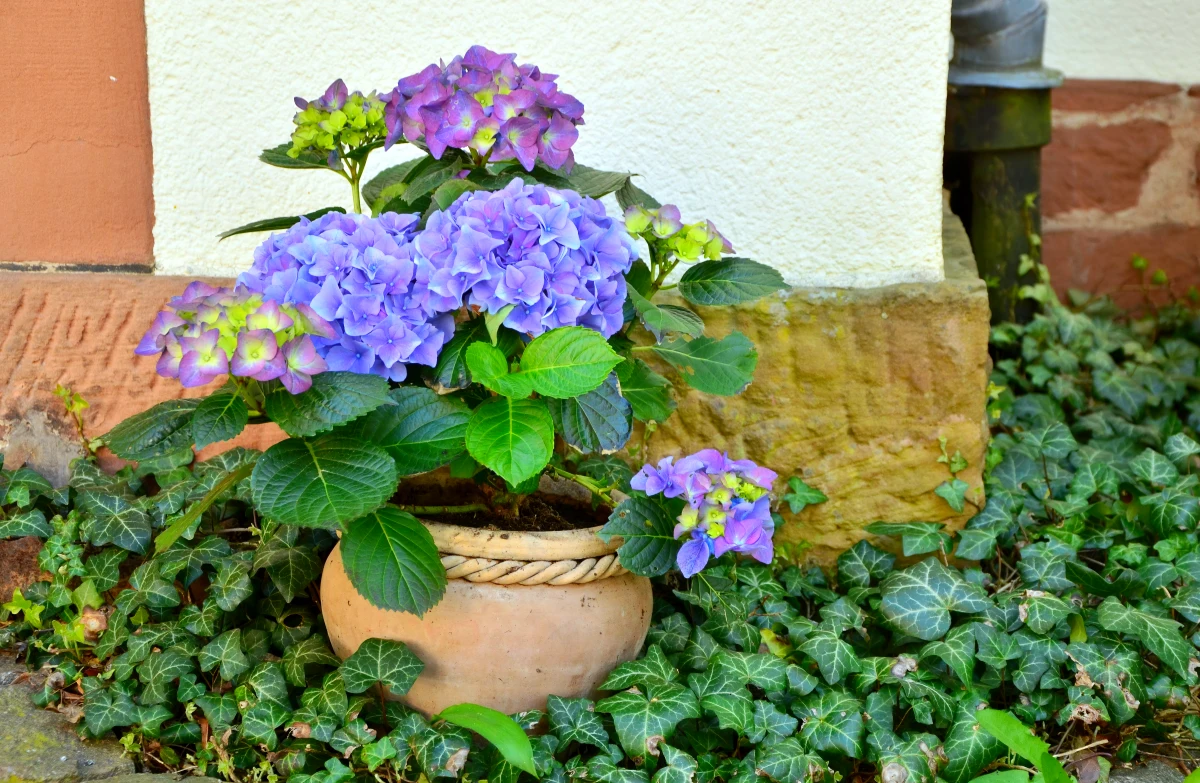 hortenisa violette en pot mur de jardin plantes vertes