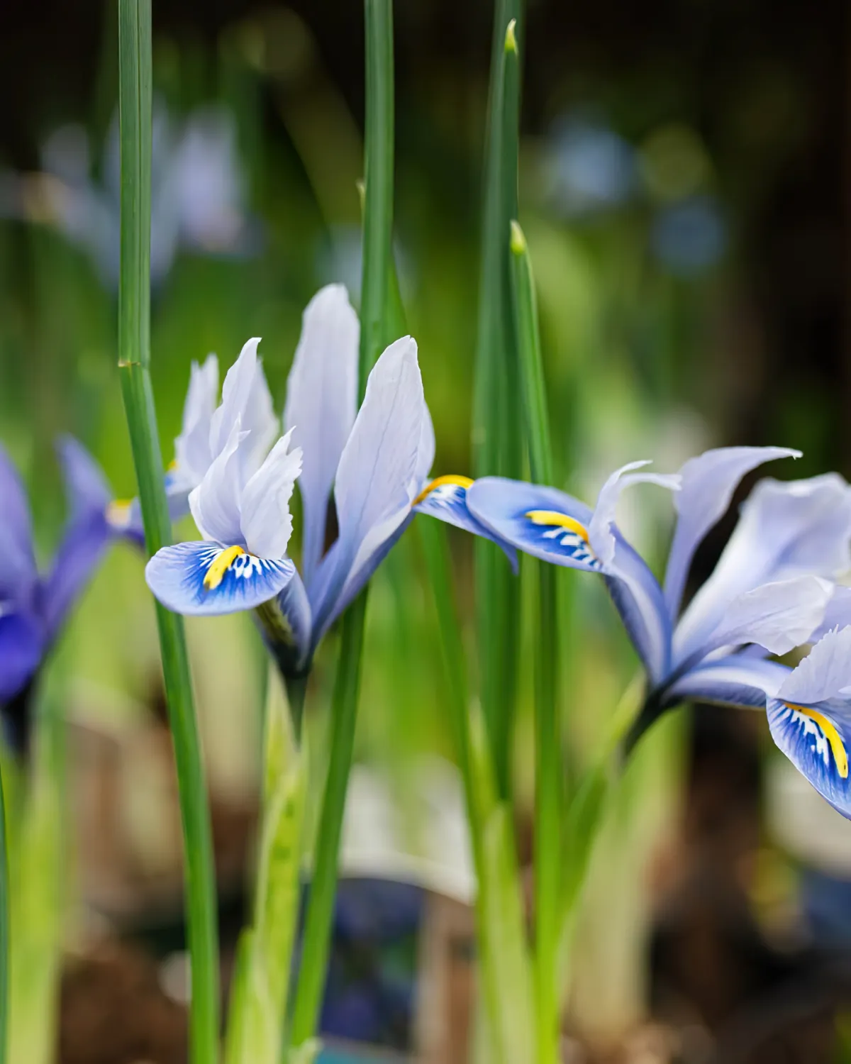 irir plante tiges longues vertes fleurs bleu violet floraison jardin