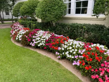 jardin bordure fleurs colores rouges petales roses facade maison fenetre blanche