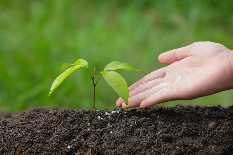 jeune pousse plante fertilisation produit sol nature jardin soins mains