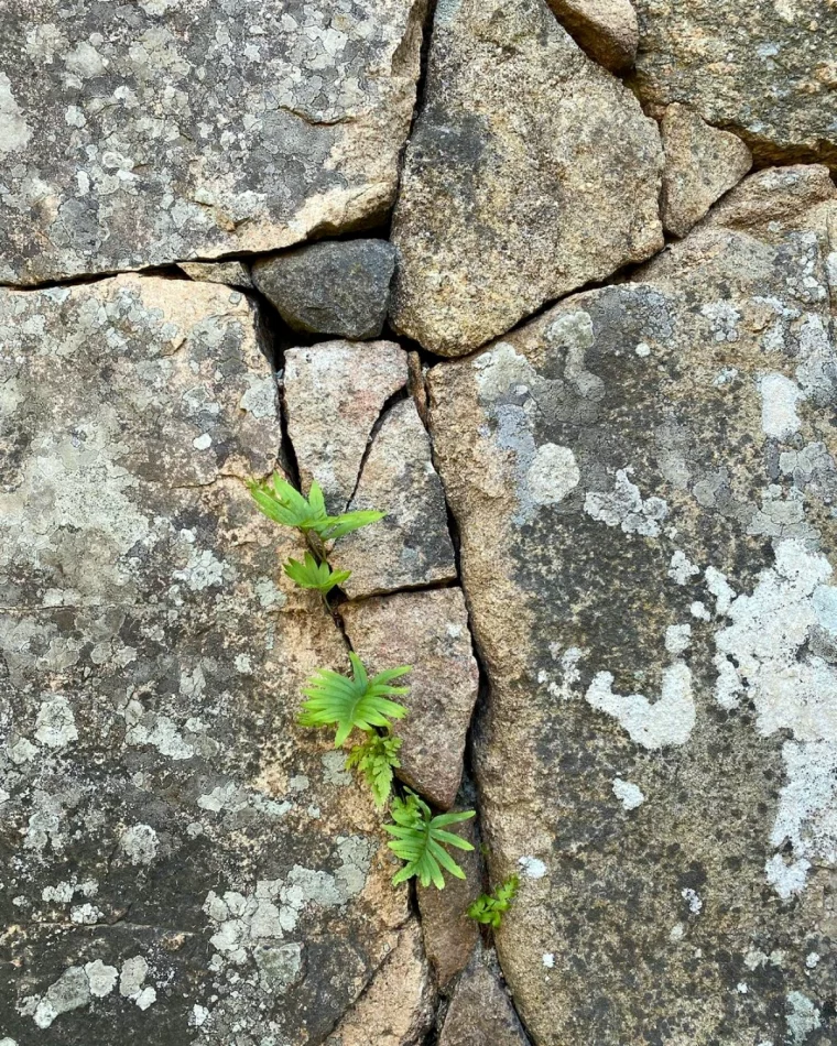 les meilleures techniques pour se debarrasser des mauvaies herbes vertes beton