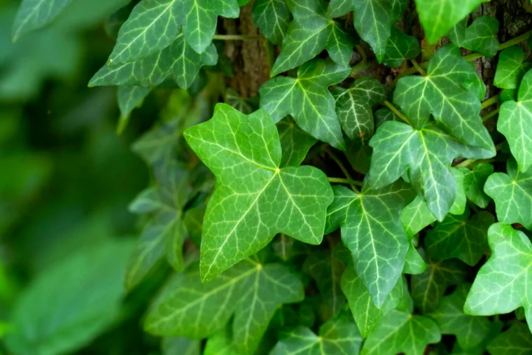 lierre sur les arbres fruitiers feuilles vertes