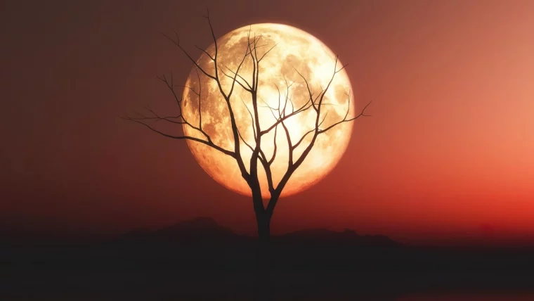 lune pleine grosse paysage nocturne arbre branches silhouette
