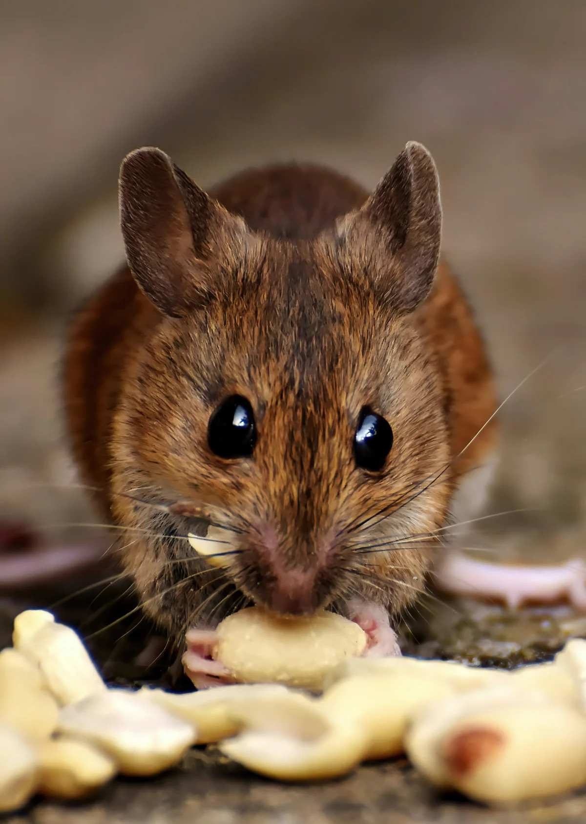 noix nourriture rongeur rat aliments repas sale