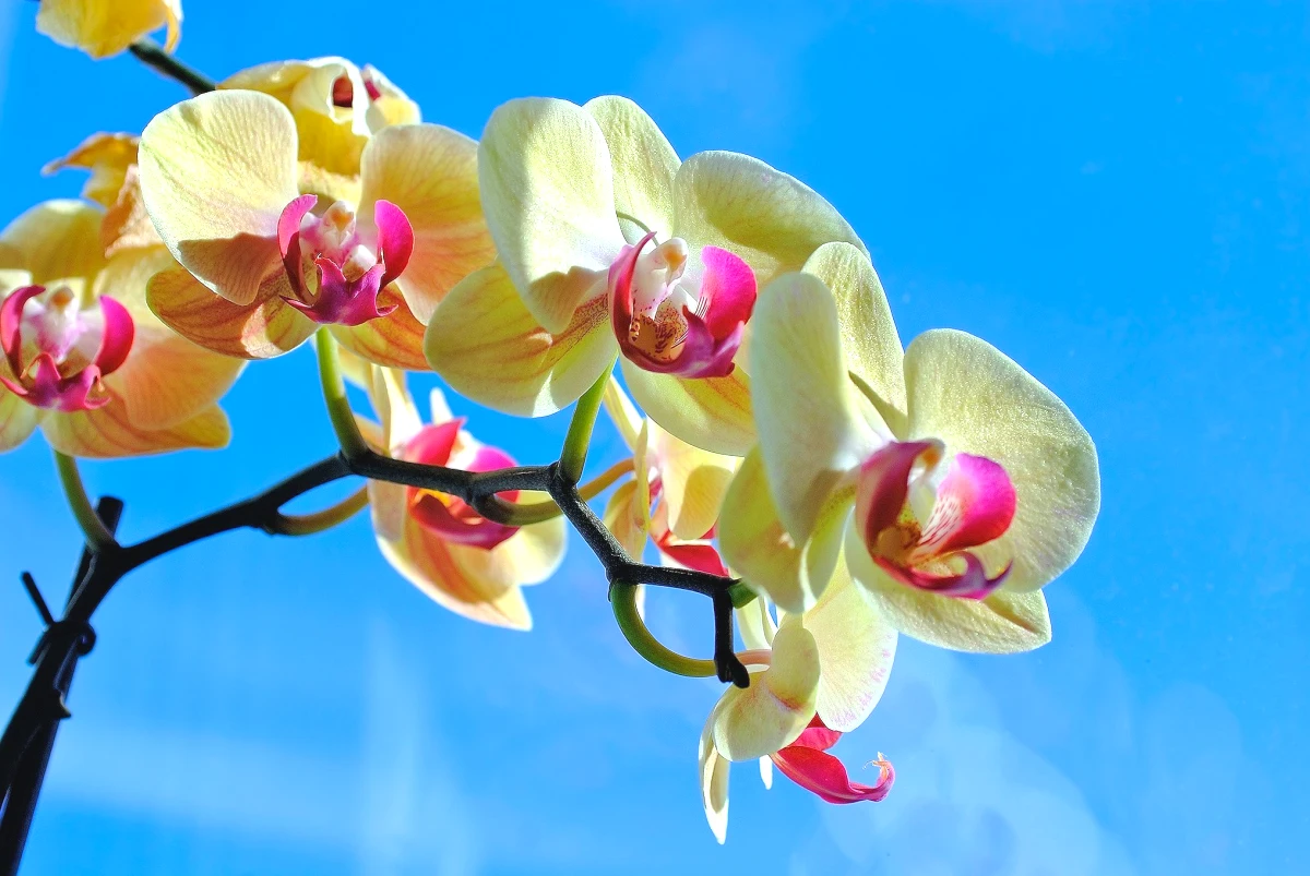 orchidee fleurs jaune ciel bleu