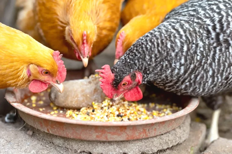 ortie et alimentation animale poules qui mangent