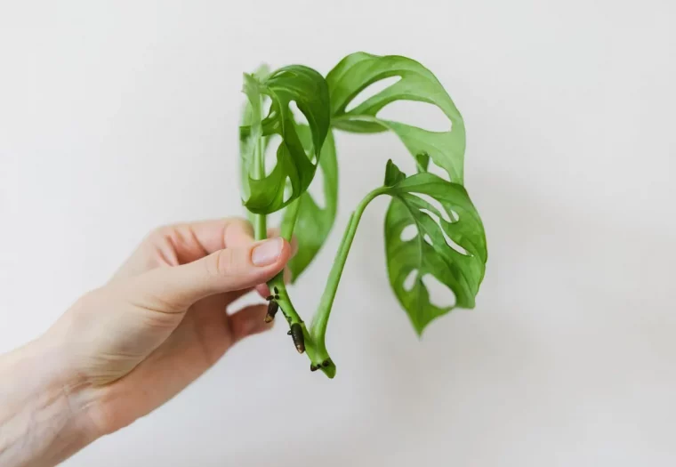 ou couper le monstera pour faire une bouture