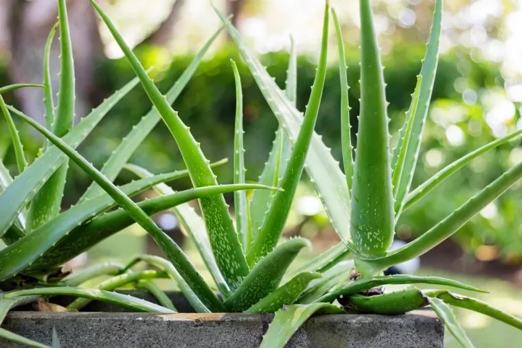 ou placer l aloe et comment le soigner en hiver