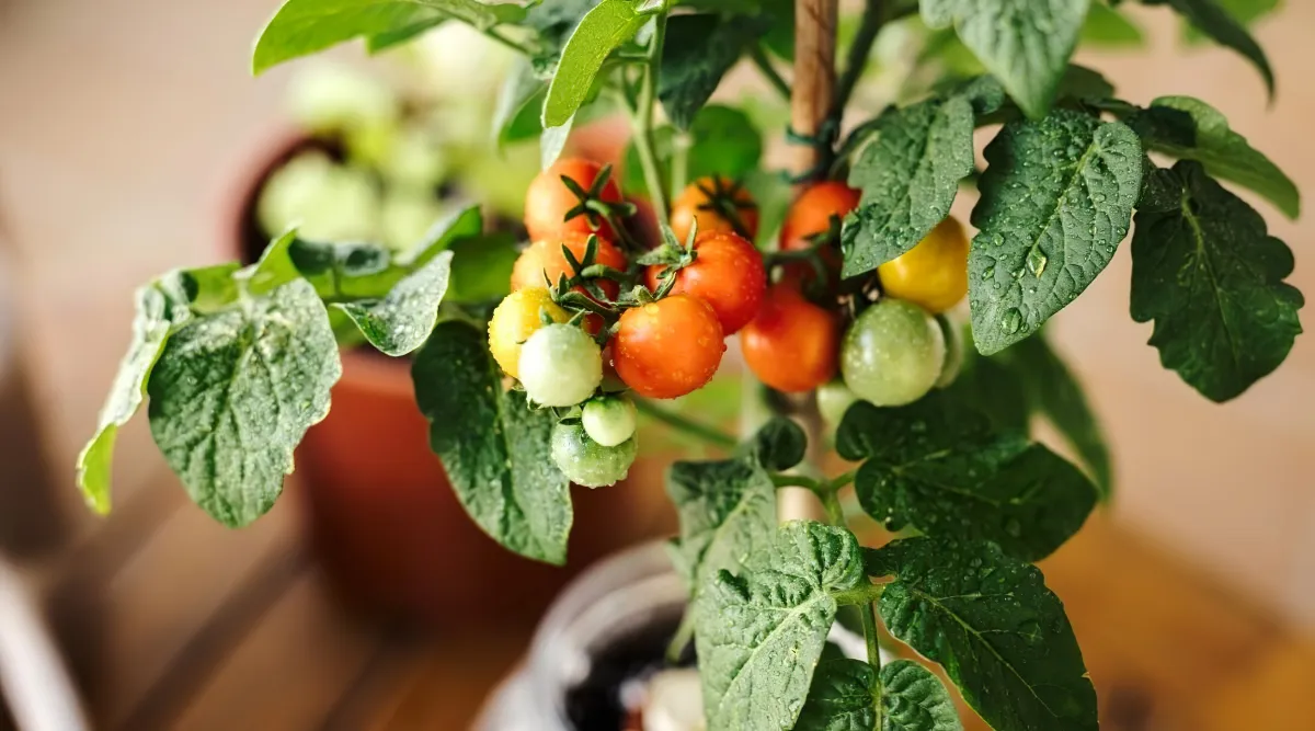 peut on cultiver les plants de tomates en pots