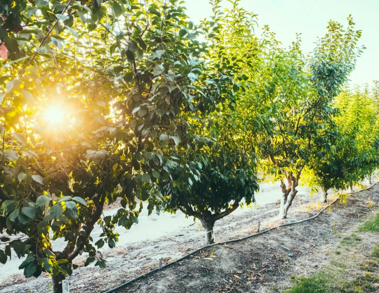 peut on mettre de la cendre au pied des arbres fruitiers tout ce qu il faut savoir